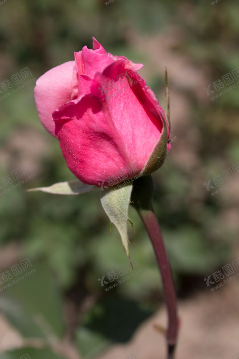 编号：50902010011500534241【酷图网】源文件下载-月季花