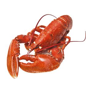 大龙虾