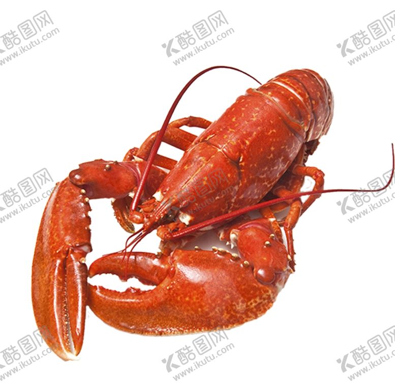 编号：57591606151641035667【酷图网】源文件下载-大龙虾