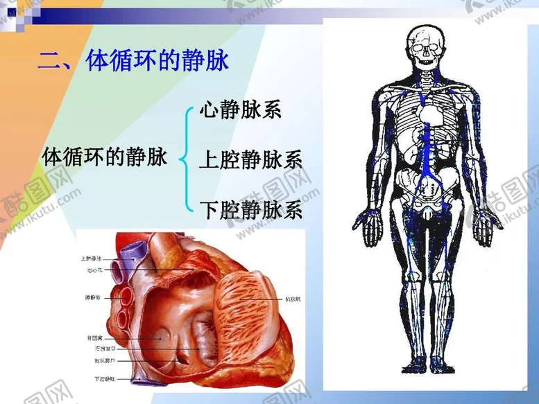 编号：53801101151553417175【酷图网】源文件下载-静脉 