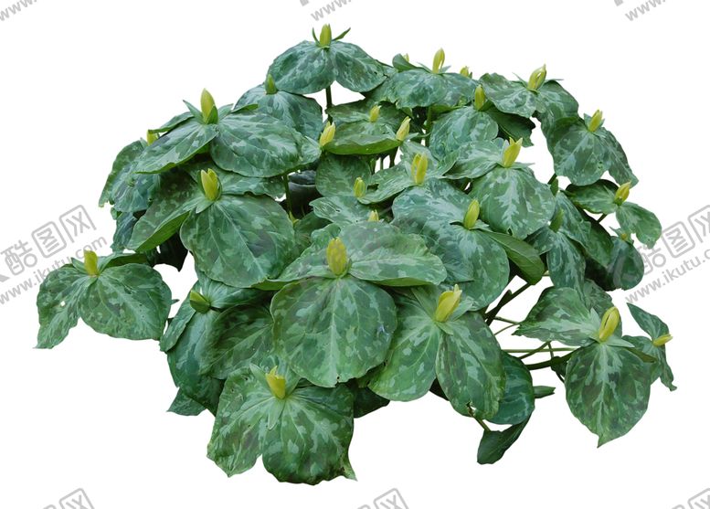 编号：43071009241308556410【酷图网】源文件下载-免扣花卉素材