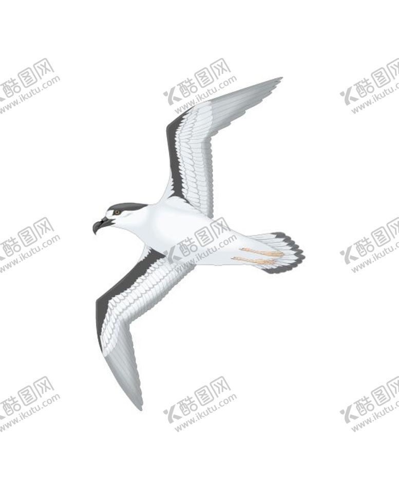 编号：61895009191818223728【酷图网】源文件下载-海鸥