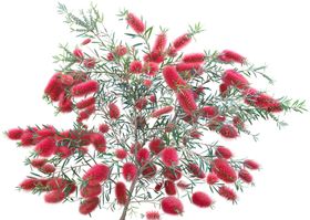 免扣花卉素材
