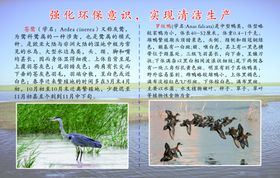 鸟类简介