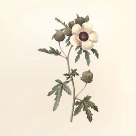 花纹