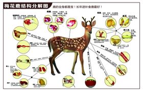 矿山安全管理组织结构图