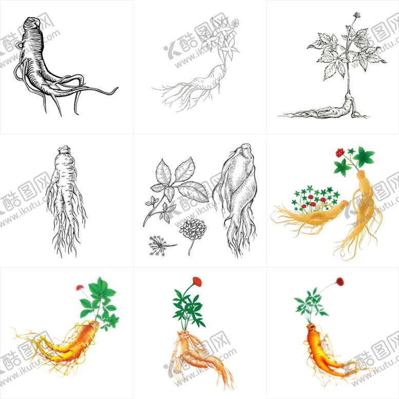 编号：11278109162045359188【酷图网】源文件下载-人参