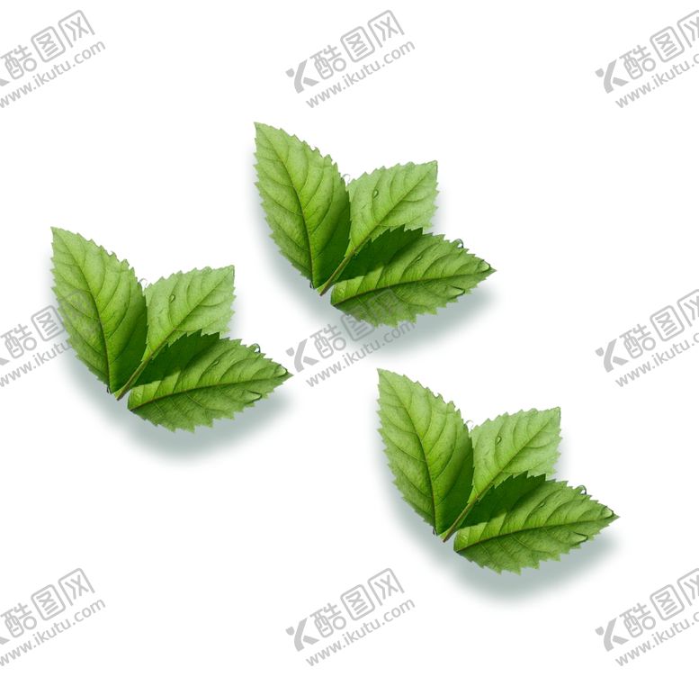 编号：56857205180225156251【酷图网】源文件下载-叶子