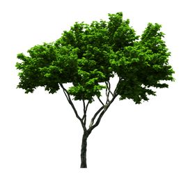 景观树