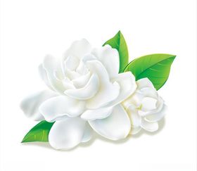 栀子花