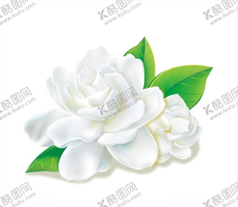 编号：98446205061335263252【酷图网】源文件下载-栀子花
