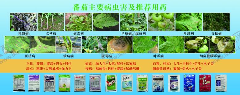 编号：24955702160231085705【酷图网】源文件下载-番茄病虫害