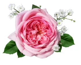 玫瑰花卉语素材鲜素材