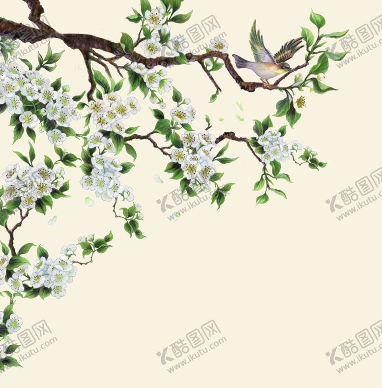 编号：39646707010533271971【酷图网】源文件下载-花鸟