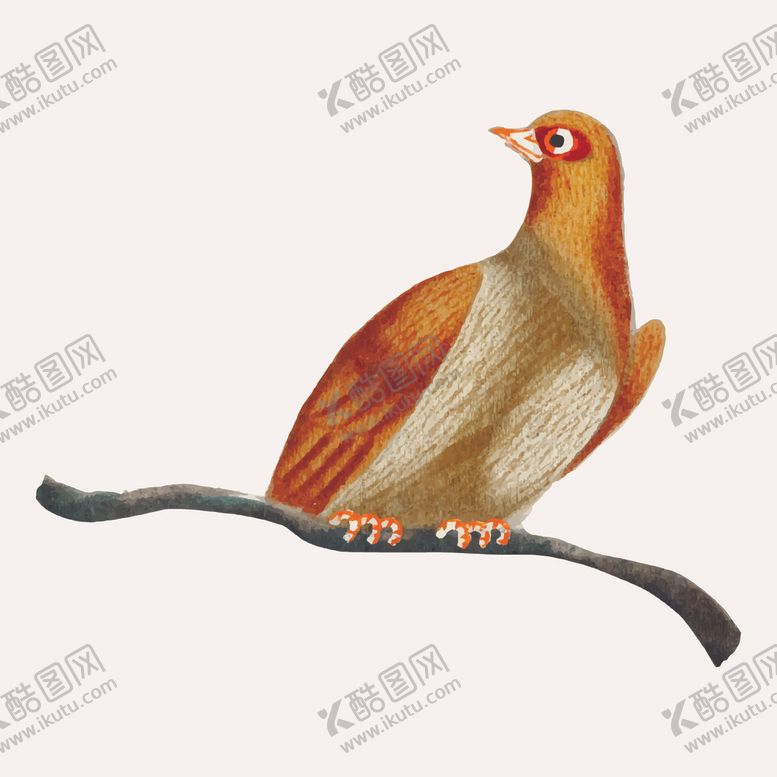 编号：46408604301354451053【酷图网】源文件下载-鸟类插画