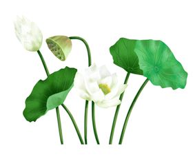 荷花元素