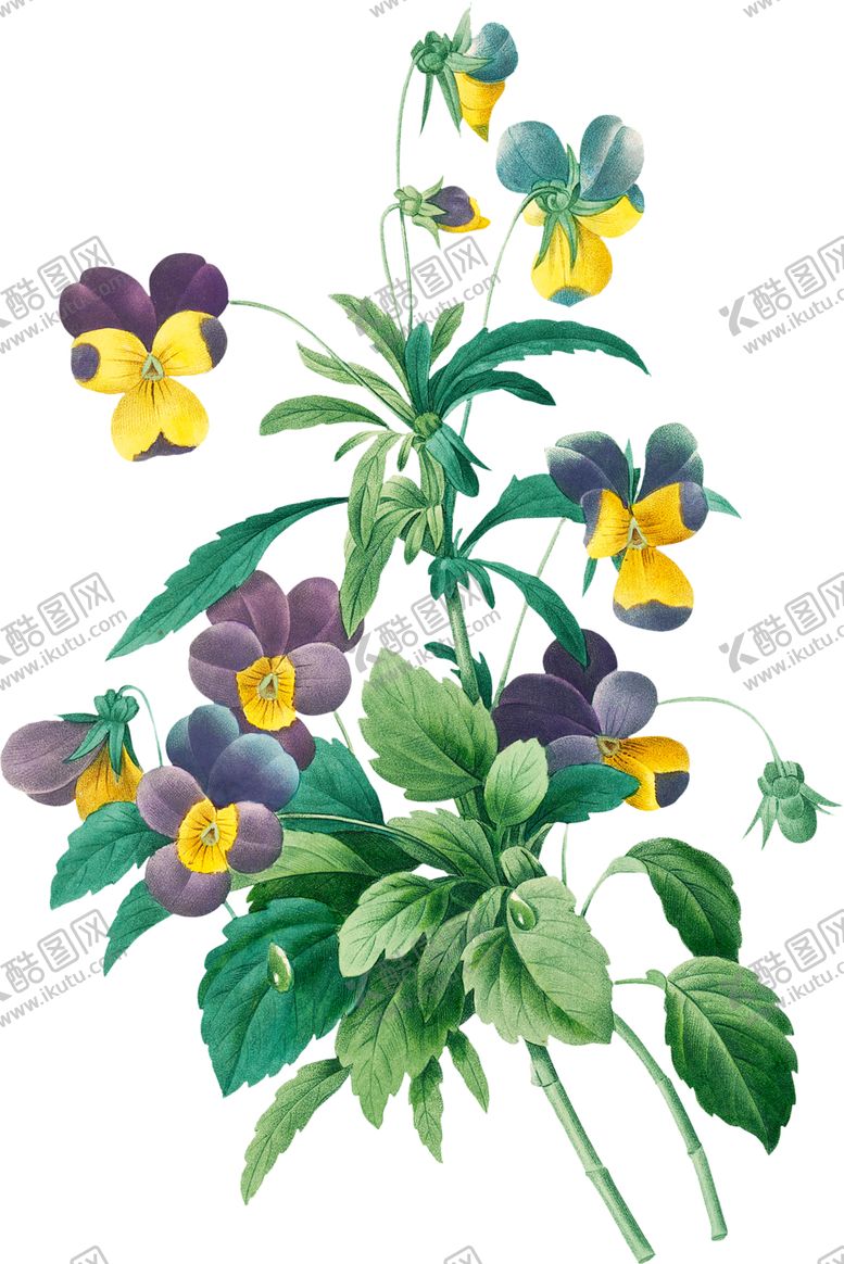 编号：44319002070220234884【酷图网】源文件下载-英式复古玫瑰花卉艺术装饰PNG