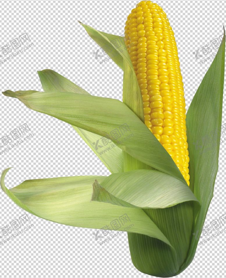 编号：35677709270506017463【酷图网】源文件下载-玉米