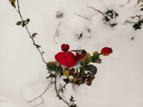 玫瑰情人节摄影花卉