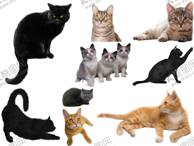 编号：15175809191939285671【酷图网】源文件下载-猫png免扣高清素材