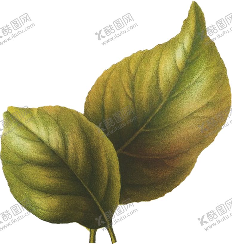 编号：52810812110113537688【酷图网】源文件下载-手绘花卉