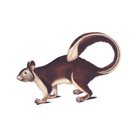 野生动物插图