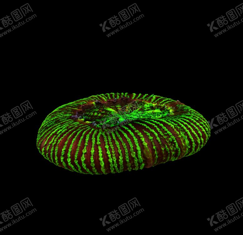 编号：76729510241154526865【酷图网】源文件下载-海洋生物