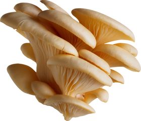 蘑菇素材