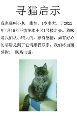 寻猫启示猫咪小猫