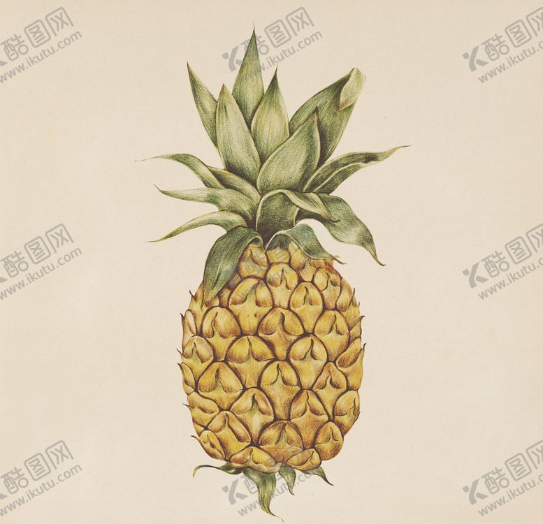 编号：99078510301456345745【酷图网】源文件下载-菠萝手绘菠萝