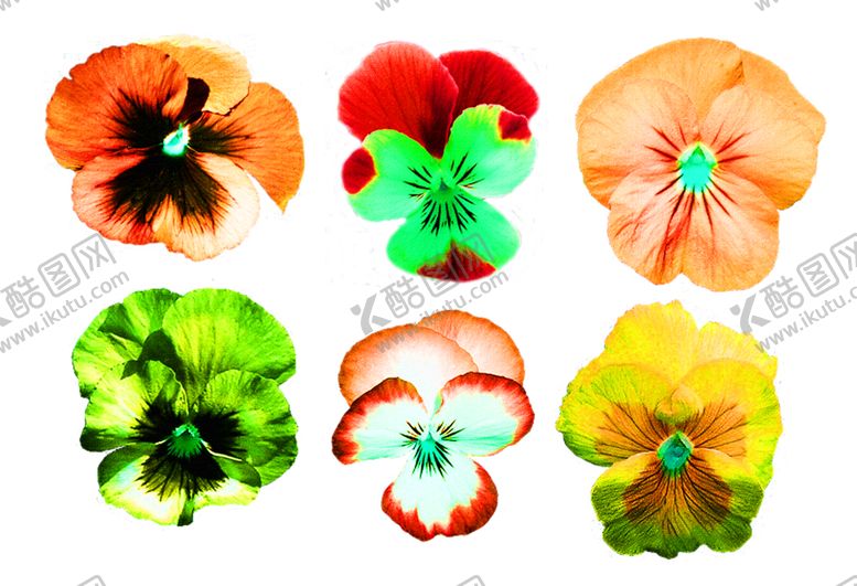 编号：21193009252306589884【酷图网】源文件下载-花素材