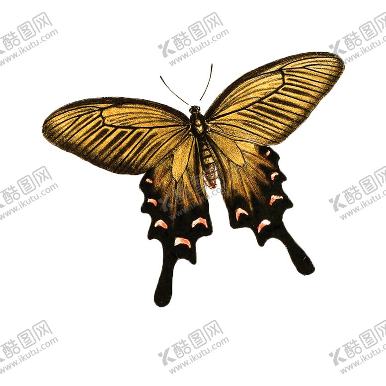 编号：87419105020505423592【酷图网】源文件下载-蝴蝶透明PNG免扣
