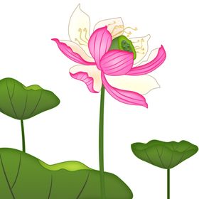 荷花元素手绘叶鲜材