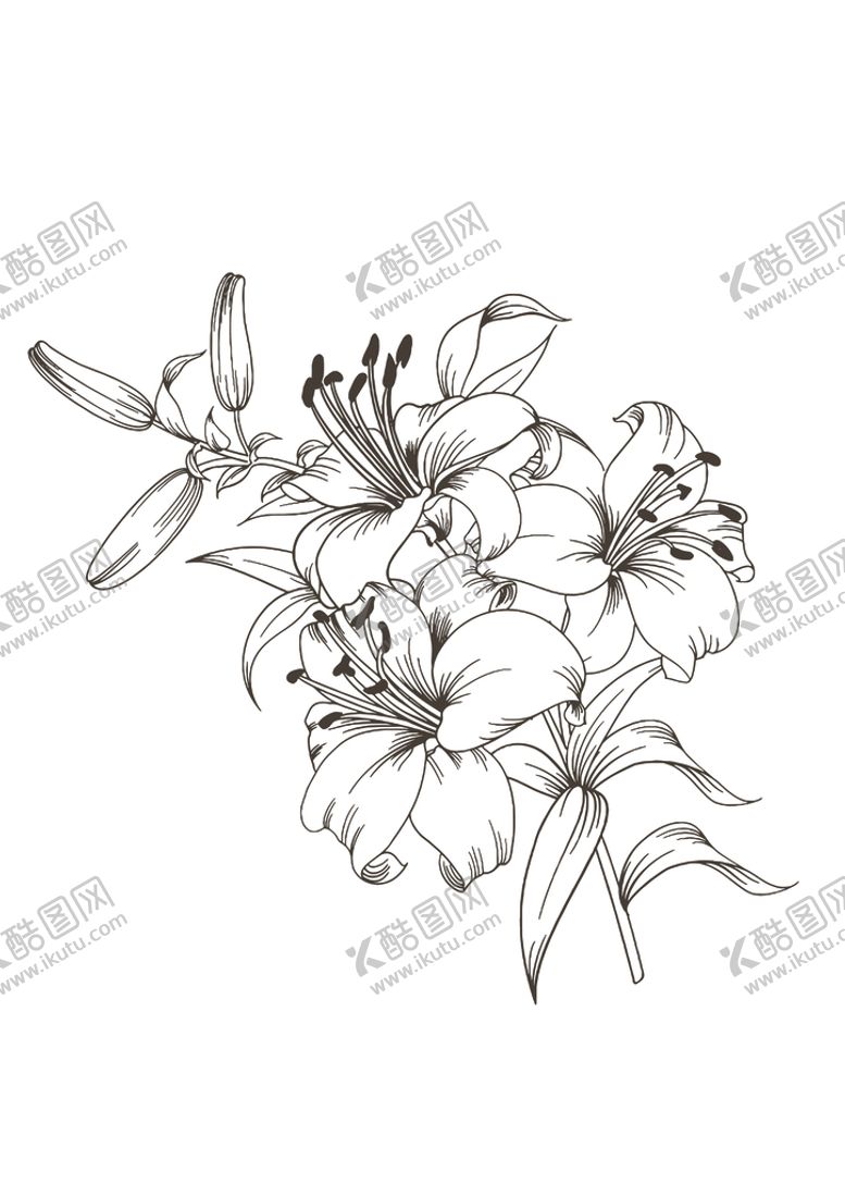 编号：20416909131855121625【酷图网】源文件下载-百合花