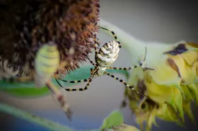 蜘蛛摄影生物世界虫类