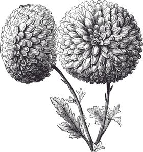 线描植物