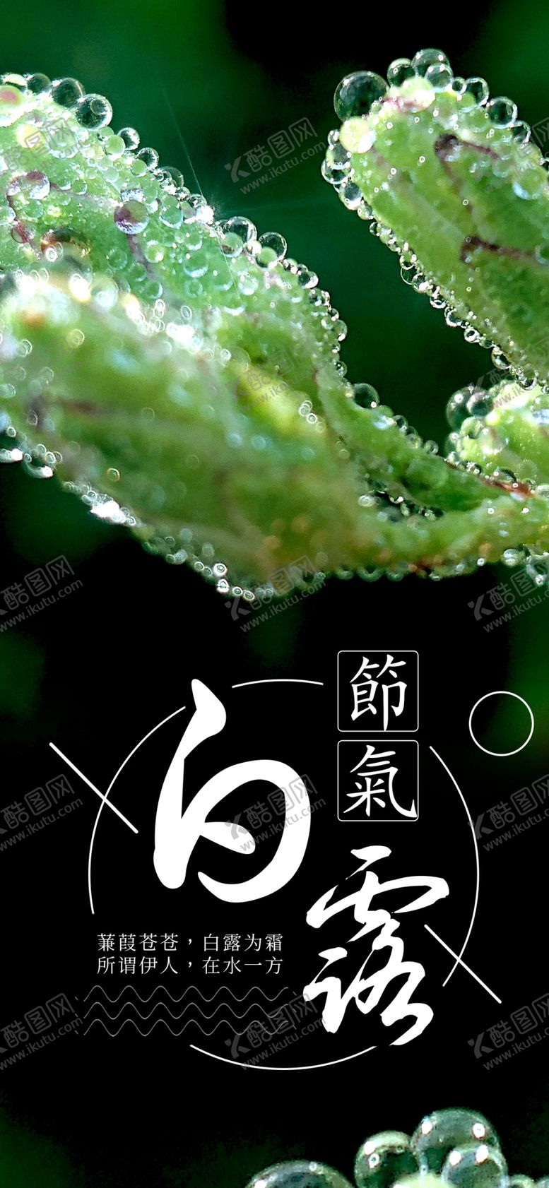编号：79462307090036388731【酷图网】源文件下载-白露