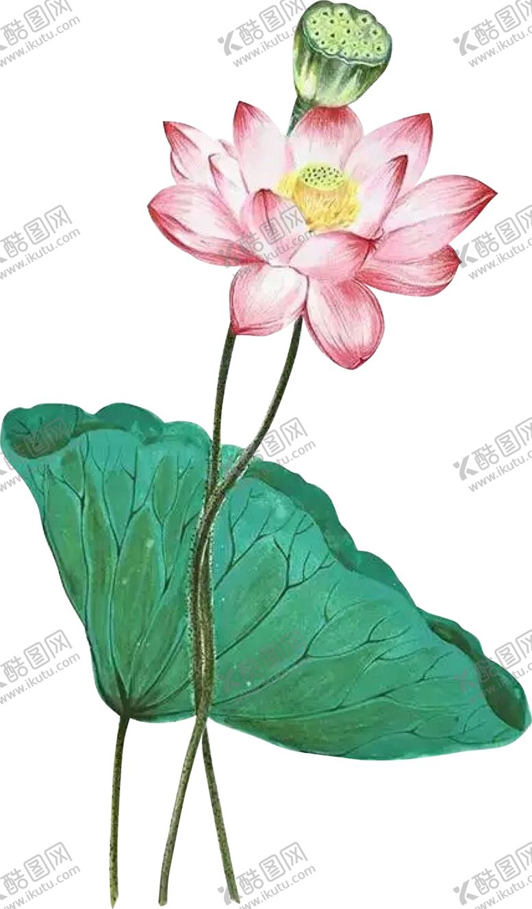 编号：30737504201207345485【酷图网】源文件下载-荷花元素