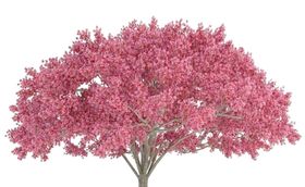 樱花装饰素材