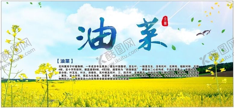 编号：95900301170609362333【酷图网】源文件下载-油菜花