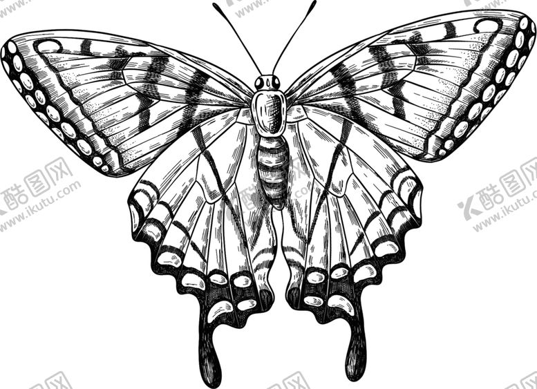 编号：49777009150530276714【酷图网】源文件下载-蝴蝶素描