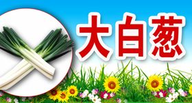 大白葱