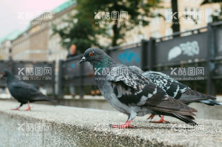 编号：54788911282258044471【酷图网】源文件下载-鸽子