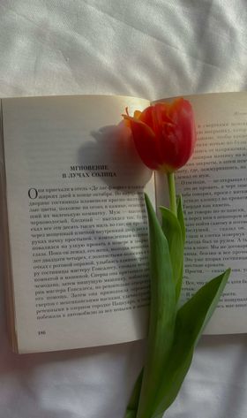 郁金香绽放摄影花卉
