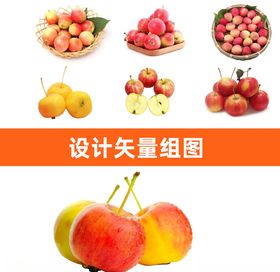 沙果矢量