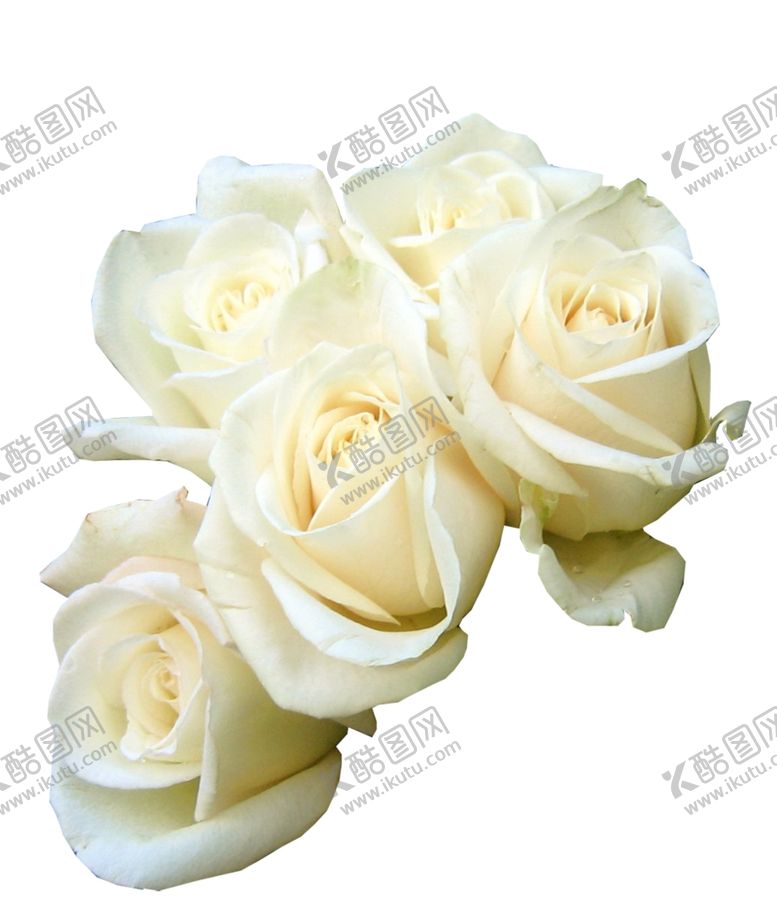 编号：61356306241921312370【酷图网】源文件下载-白玫瑰
