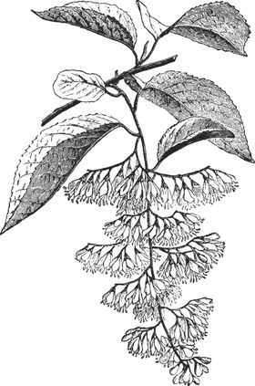 线描仙人掌植物