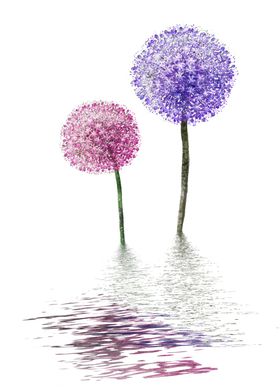 蒲公英