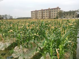 玉米地 植物 