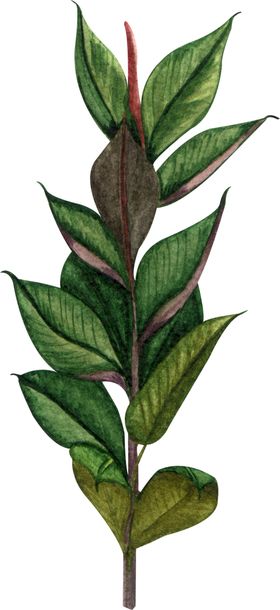 绿植水彩插画